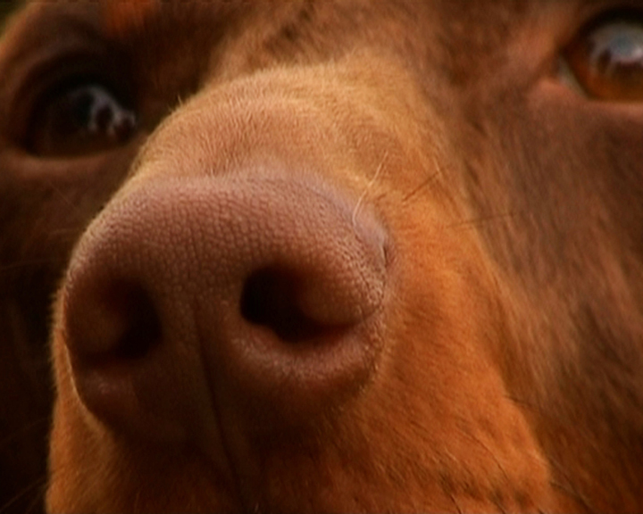 Hunden og andre kloge dyr